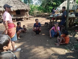 Tiga Kerbau Raib di Kodi Utara: Saat Hukum Tertatih Mengejar Pencuri di Tengah Malam