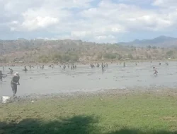 Tradisi Adat Ainiba: Ribuan Warga Meriahkan Penangkapan Ikan di Fatuketi