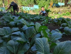 Satgas Pamtas RI-RDTL Menyemai Harapan dari Lahan Kosong Manamas