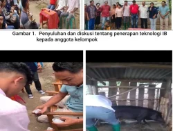 Tim Dosen FPKP UNDANA Bawa Teknologi Inseminasi Buatan untuk Peternak Sumba Barat Daya