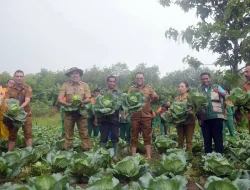 Panen Kol di Weliurai: Dari Ladang Perbatasan, Ketahanan Pangan Ditanam dengan Kerja Nyata