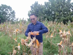 Jagung dari Manleten: Ketika Ladang Perbatasan Menjadi Penjaga Ketahanan Pangan Belu