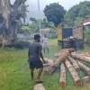 Kayu Ilegal Disergap di Kateri, 52 Batang Diamankan—Negara Hadir Menjaga Hutan
