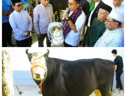 Presiden Prabowo Hadirkan Sapi Kurban Raksasa bagi NTT